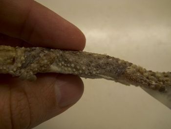 Media type: image;   Herpetology R-183771